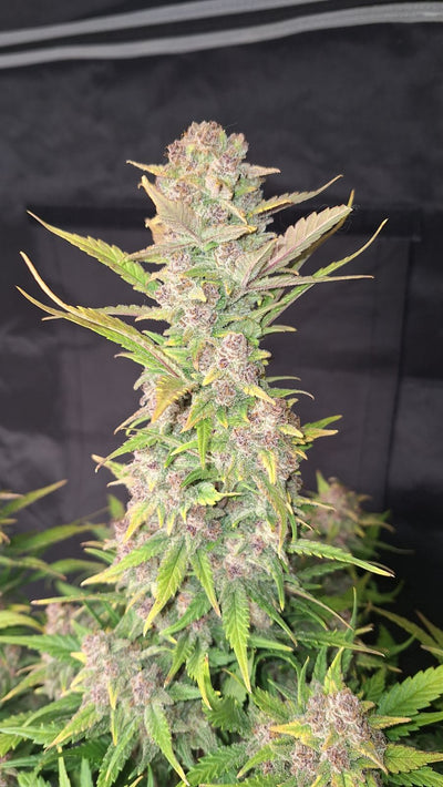 Purple Haze Auto