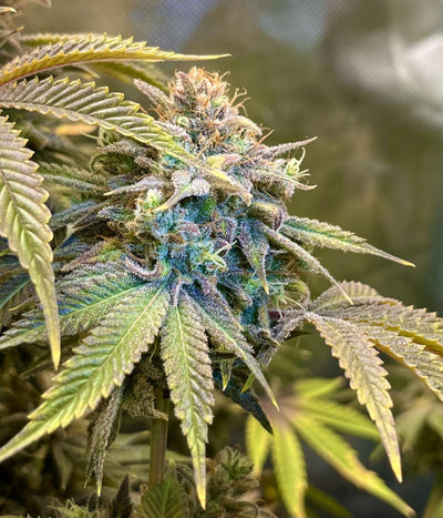 Lemon Mandarin