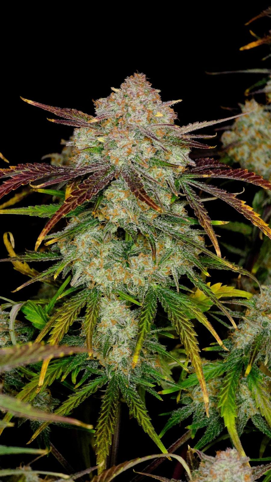 Frostbanger Auto