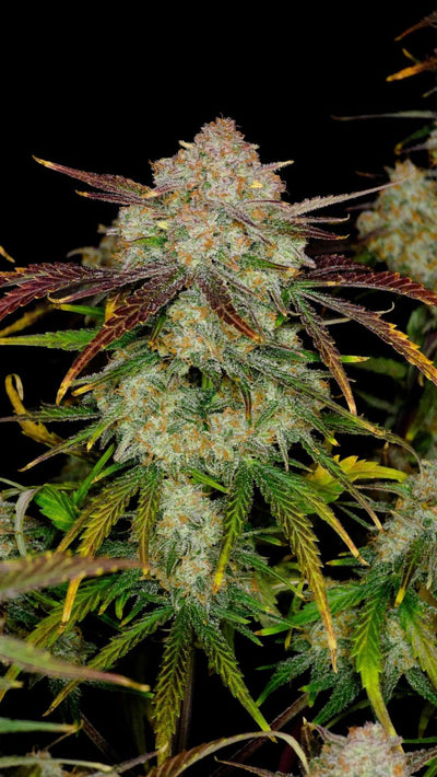 Frostbanger Auto