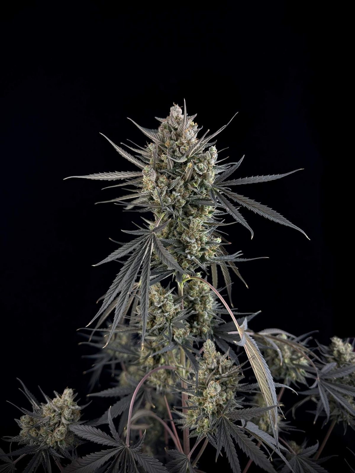Pound Cake Auto