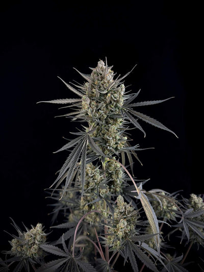 Pound Cake Auto