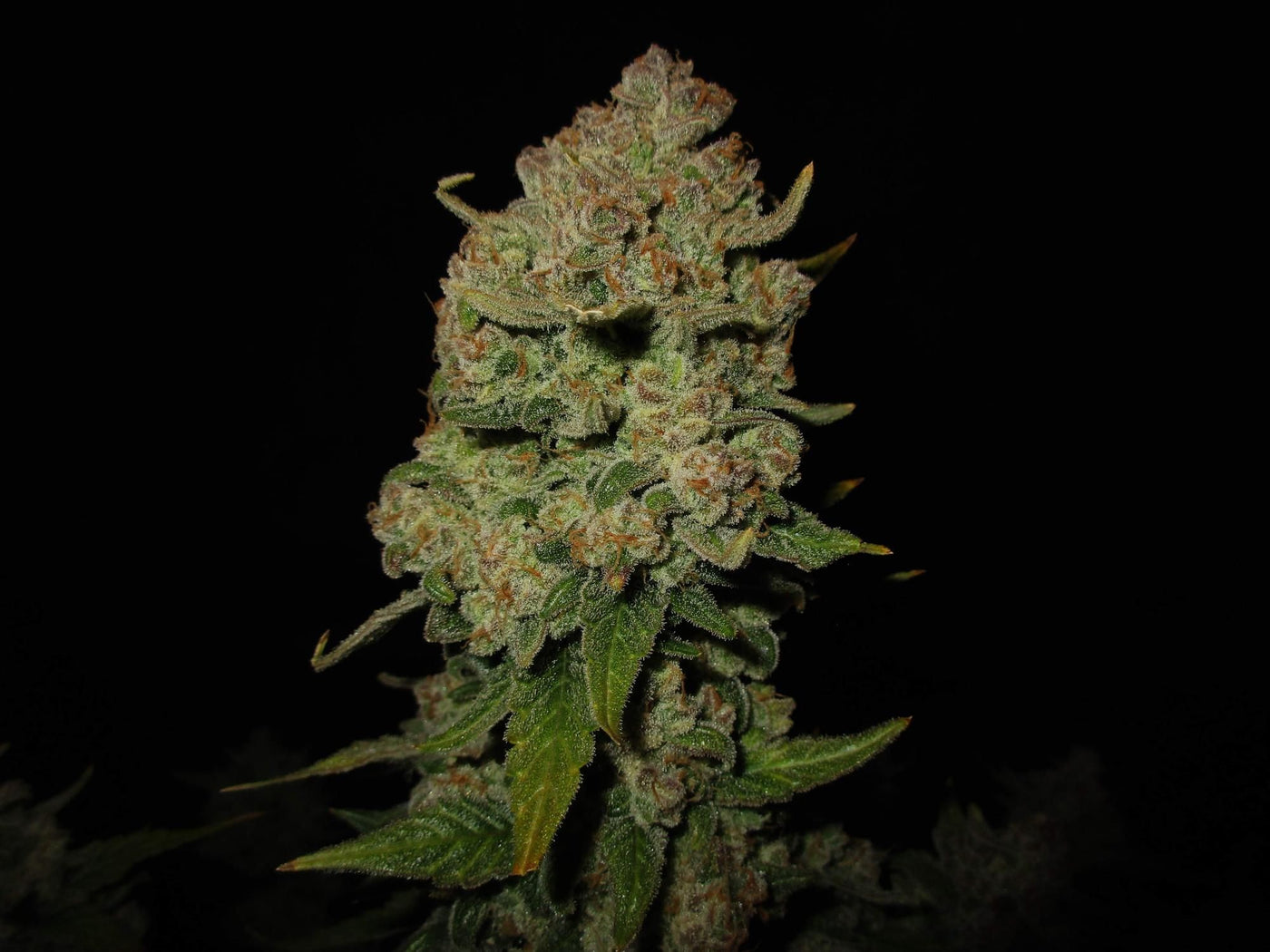 Papaya Cookies Auto
