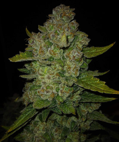 Papaya Cookies Auto