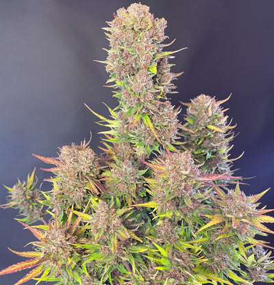 Lemon Cherry Cookies Auto