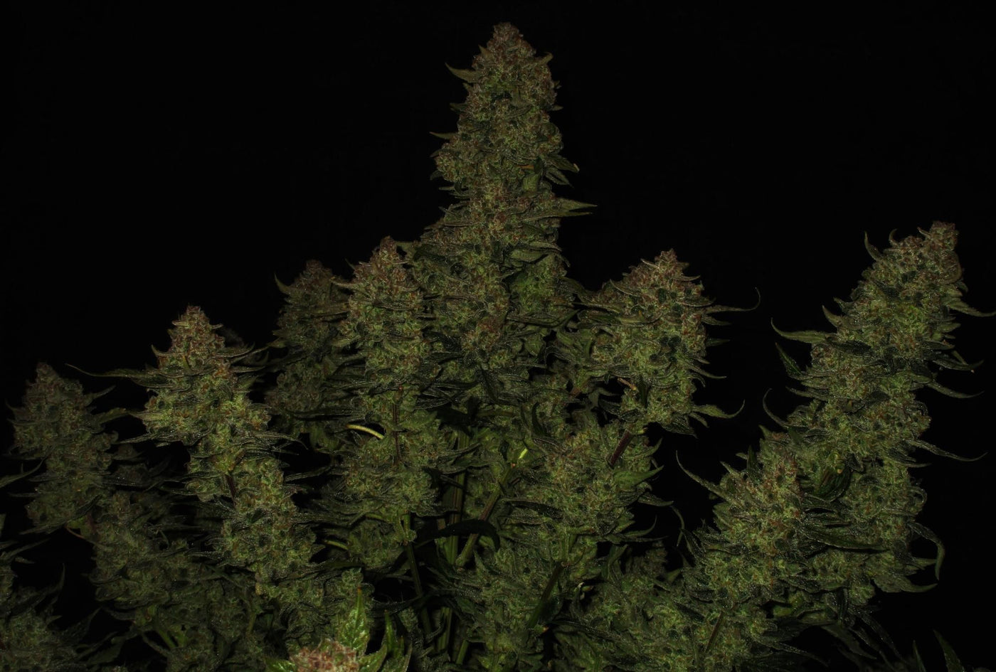 Papaya Cookies Auto
