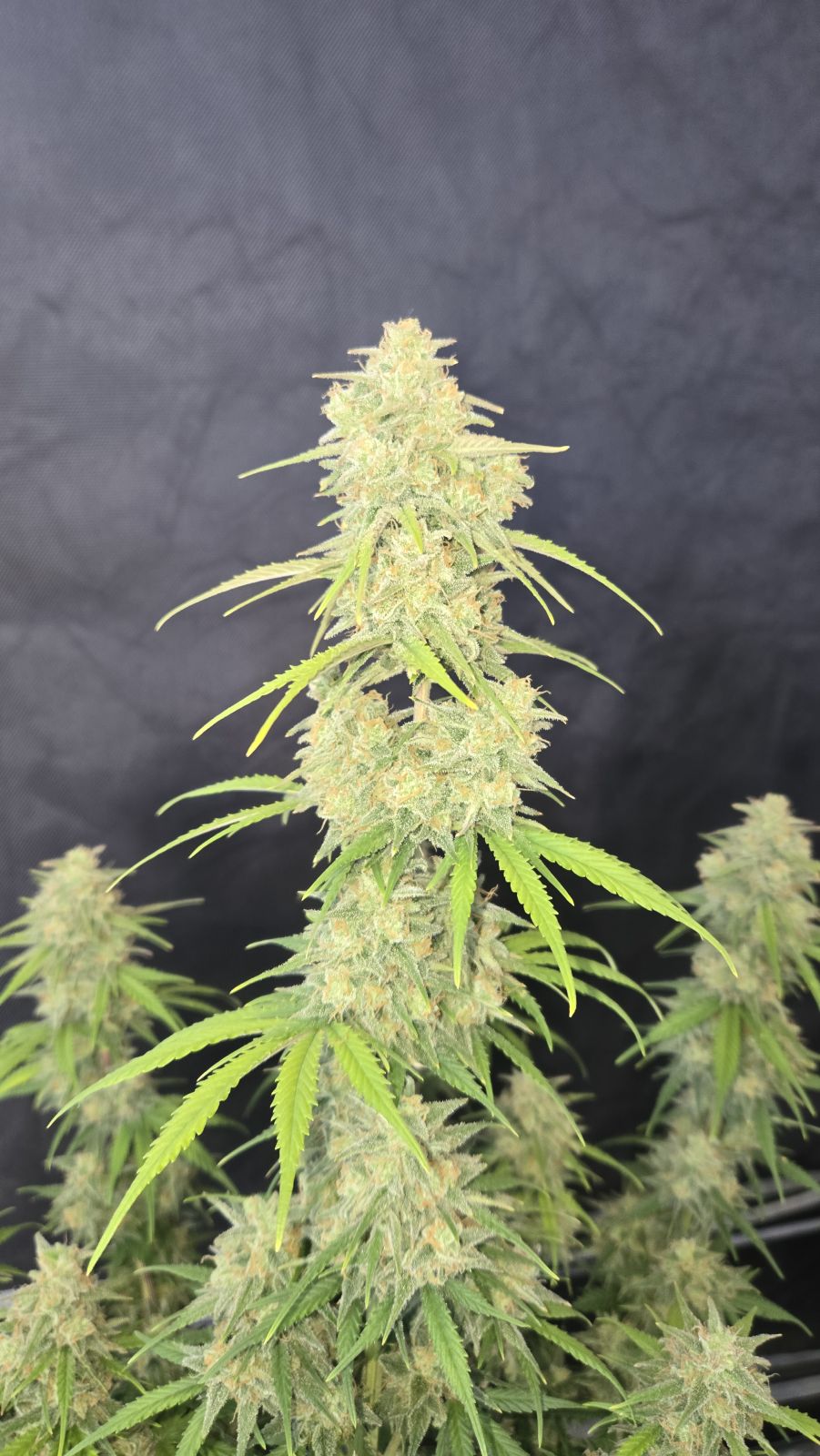 Z-Up Auto