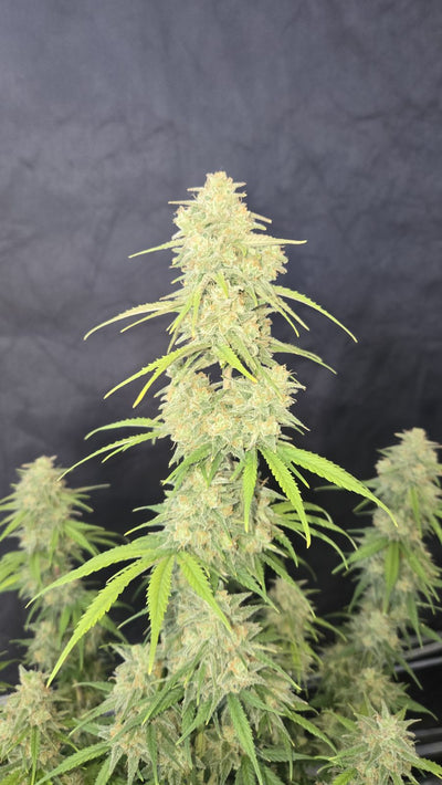 Z-Up Auto