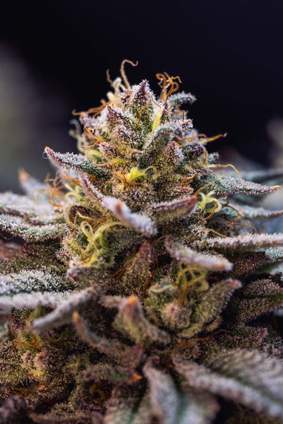 Gorilla Melon