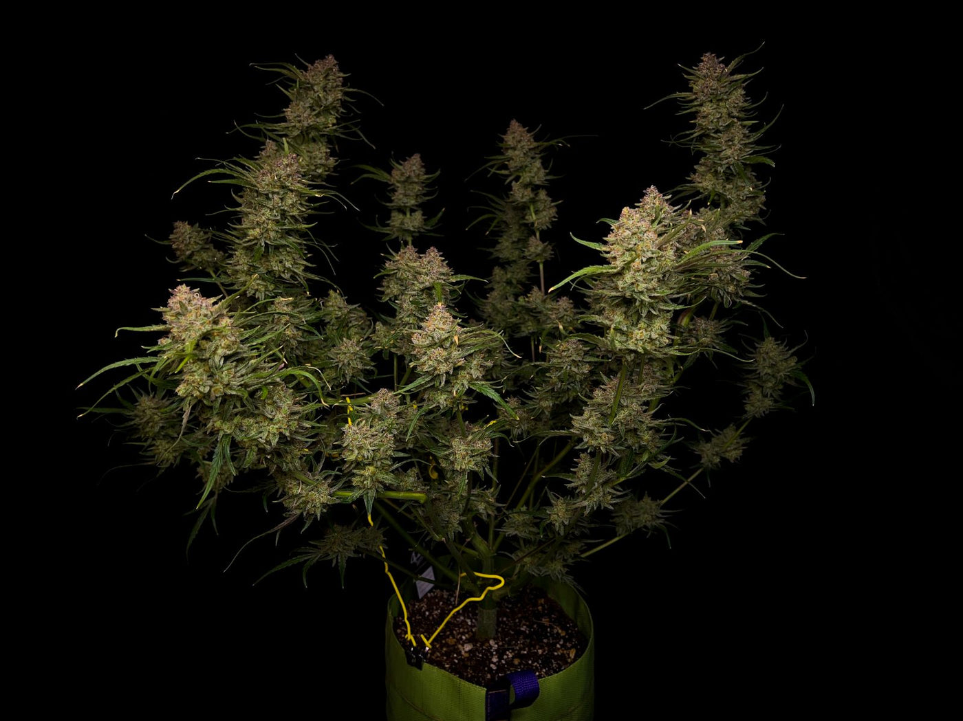 Guava Auto