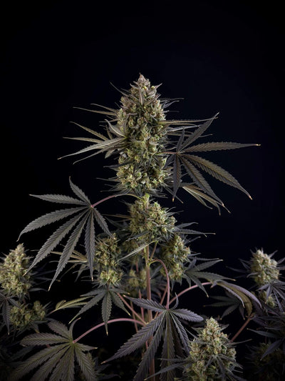 Pound Cake Auto
