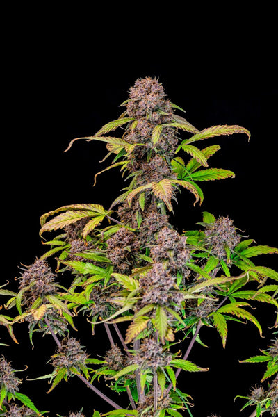 Lemon Cherry Cookies Auto