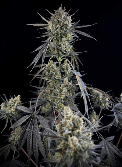 Pound Cake Auto