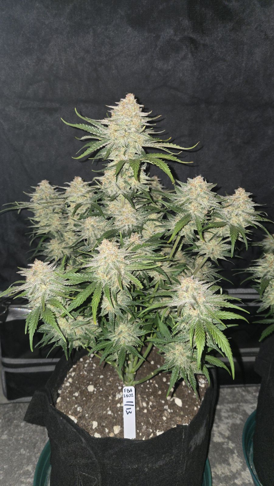 Frostbanger Auto