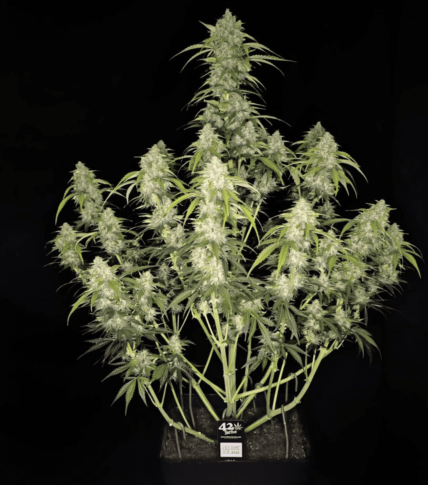Papaya Cookies Auto
