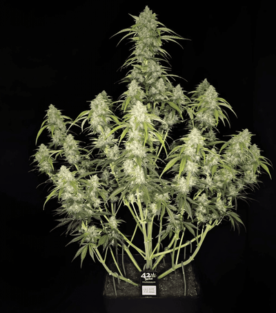 Papaya Cookies Auto