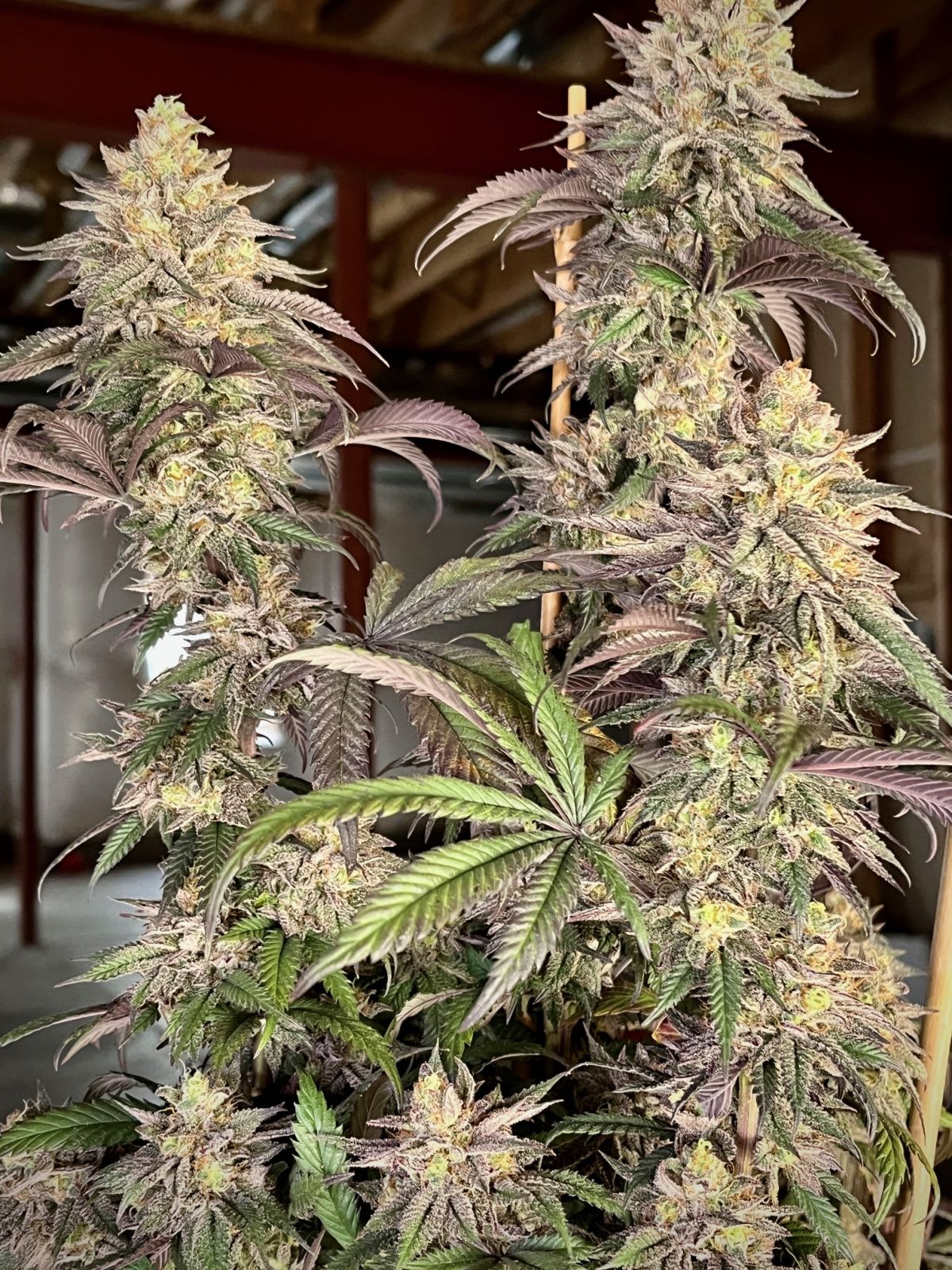 Papaya Sherbet