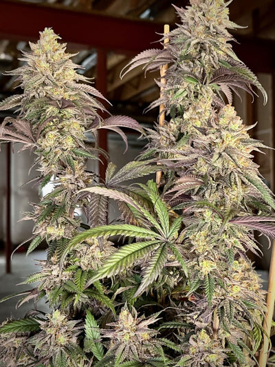 Papaya Sherbet