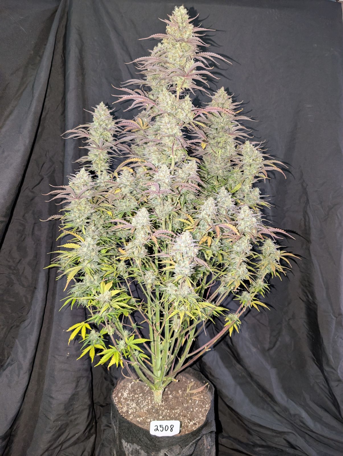 Z-Up Auto