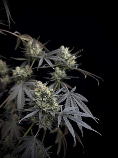 Pound Cake Auto