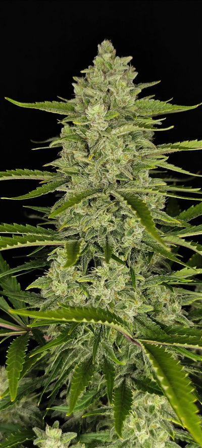 Papaya Cookies Auto