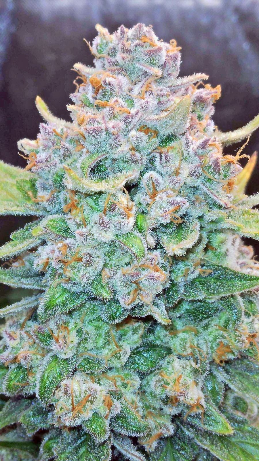 Papaya Cookies Auto