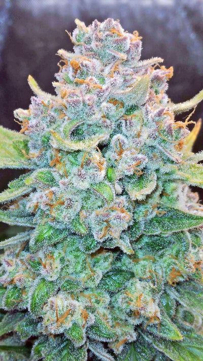 Papaya Cookies Auto