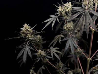 Pound Cake Auto