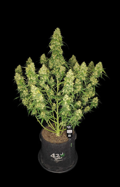 Sour Jealousy Auto