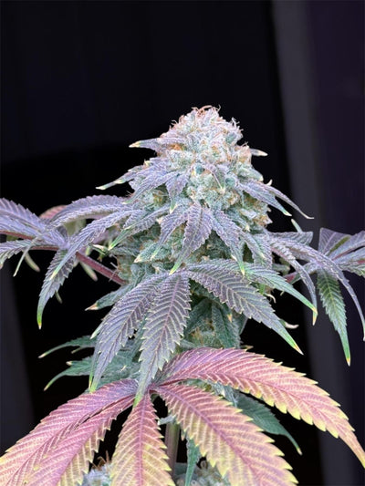 Lemon Mandarin