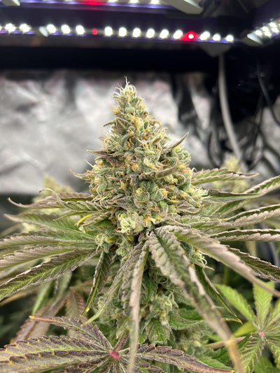 Gorilla Melon