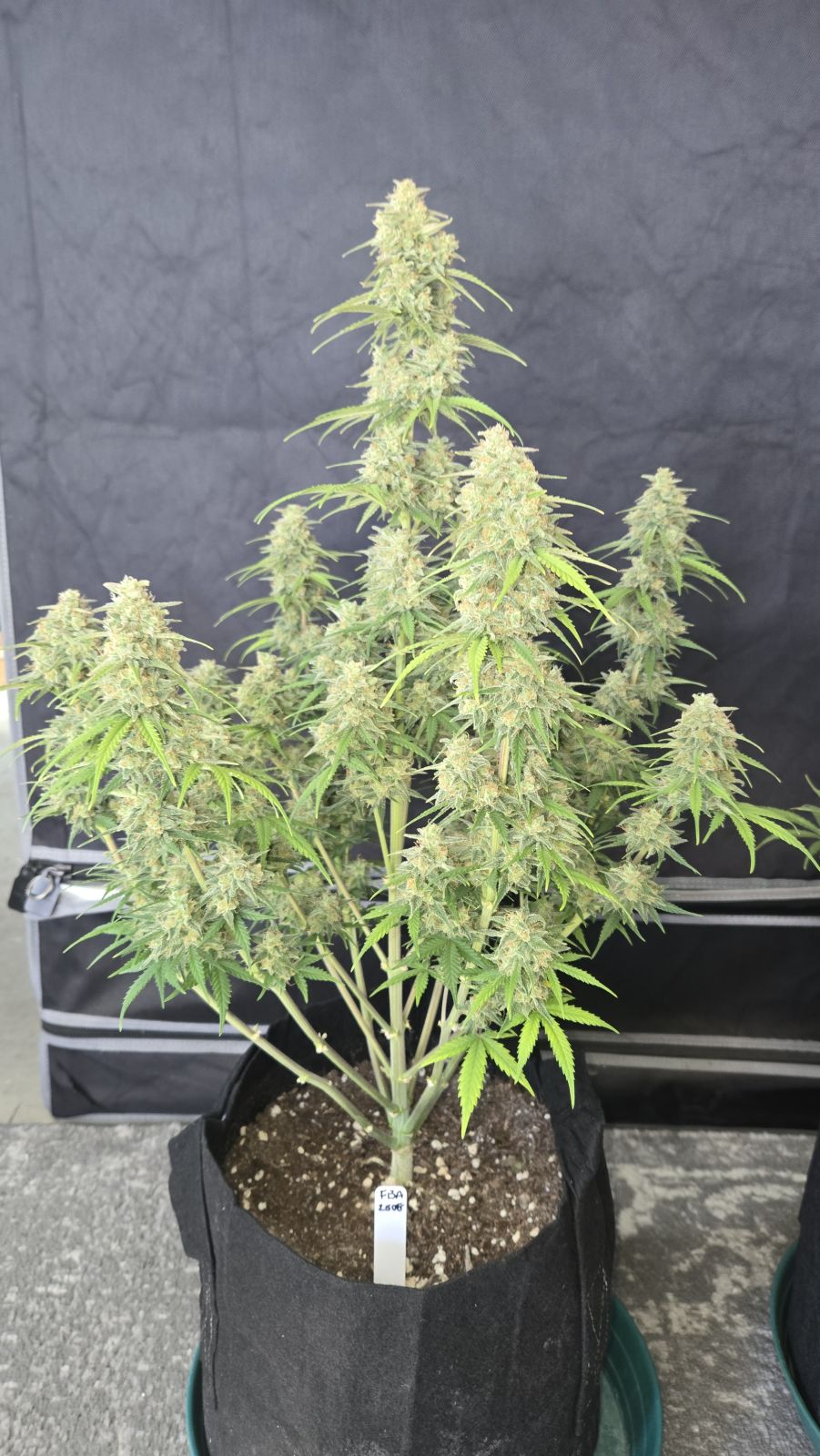Z-Up Auto