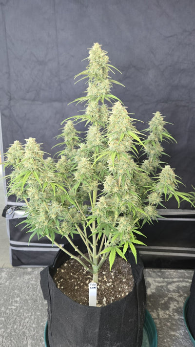 Z-Up Auto