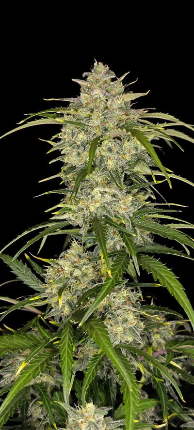Sour Jealousy Auto