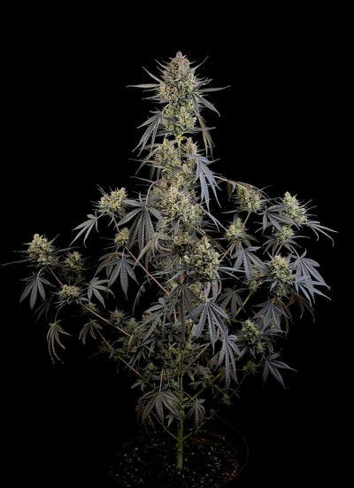 Pound Cake Auto