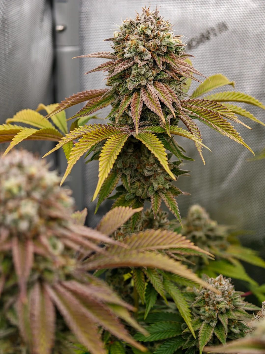 Gorilla Melon