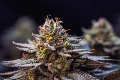 Gorilla Melon