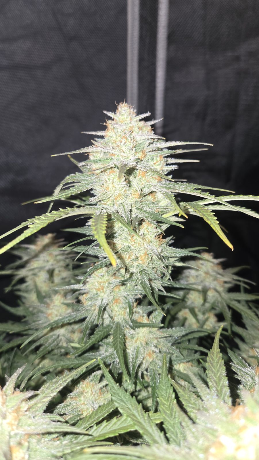 Frostbanger Auto