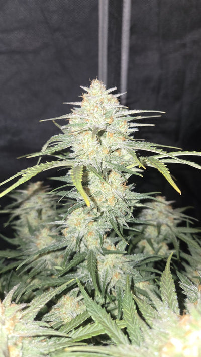 Frostbanger Auto