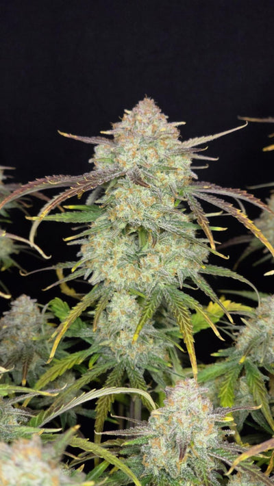 Frostbanger Auto