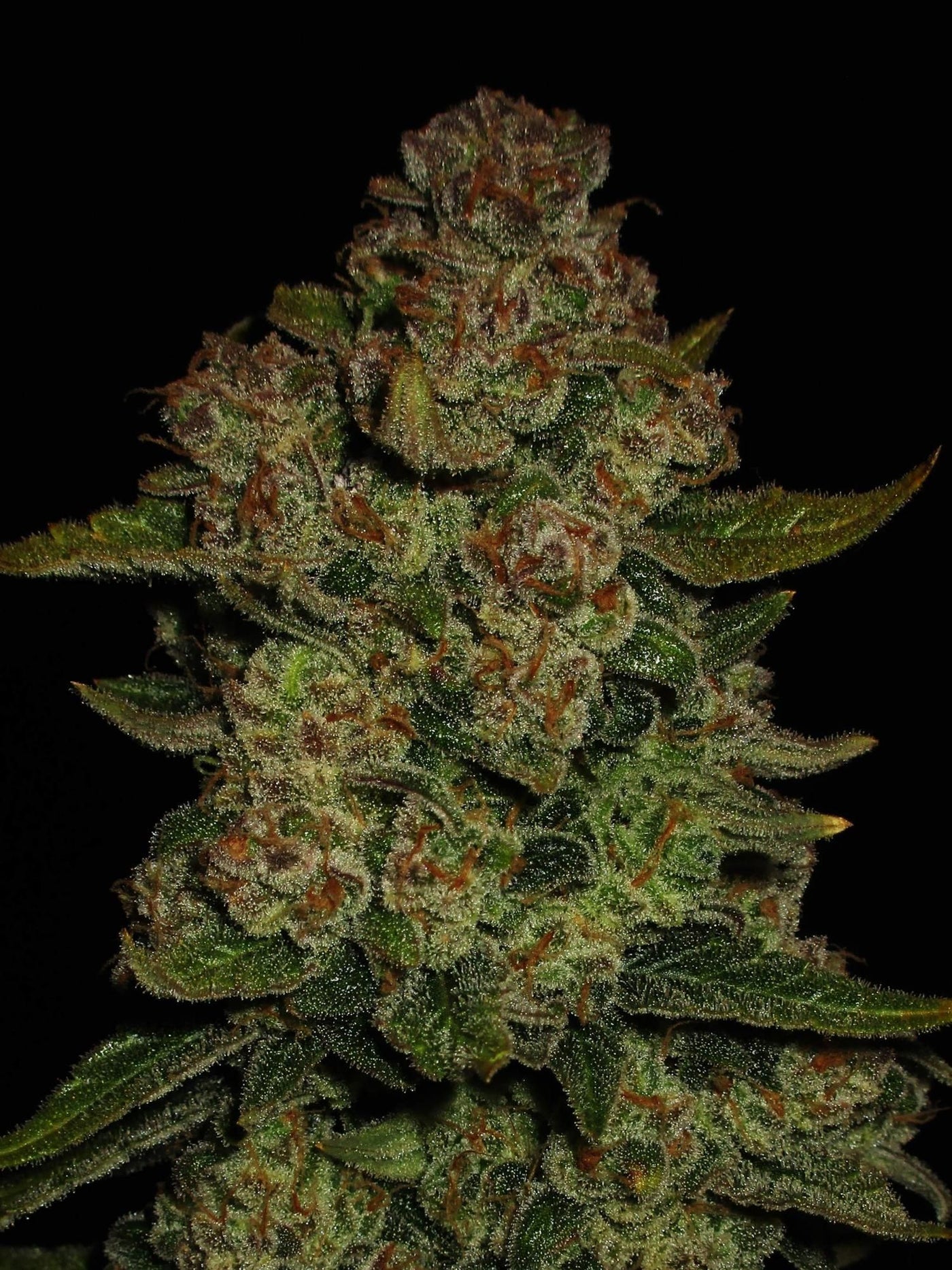 Papaya Cookies Auto