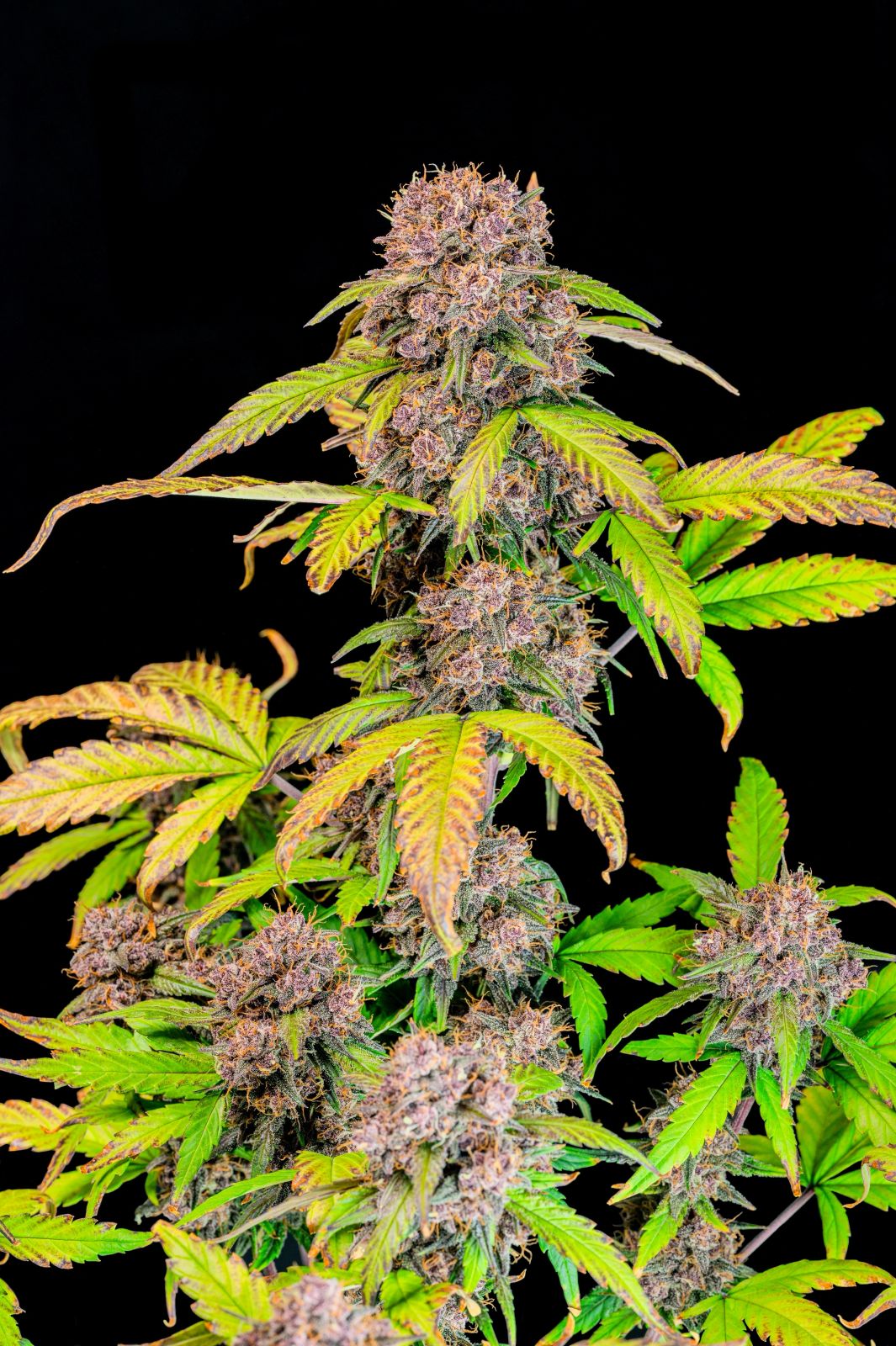 Lemon Cherry Cookies Auto
