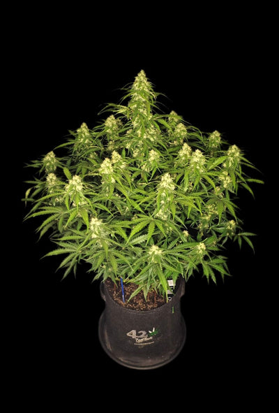 Sour Jealousy Auto