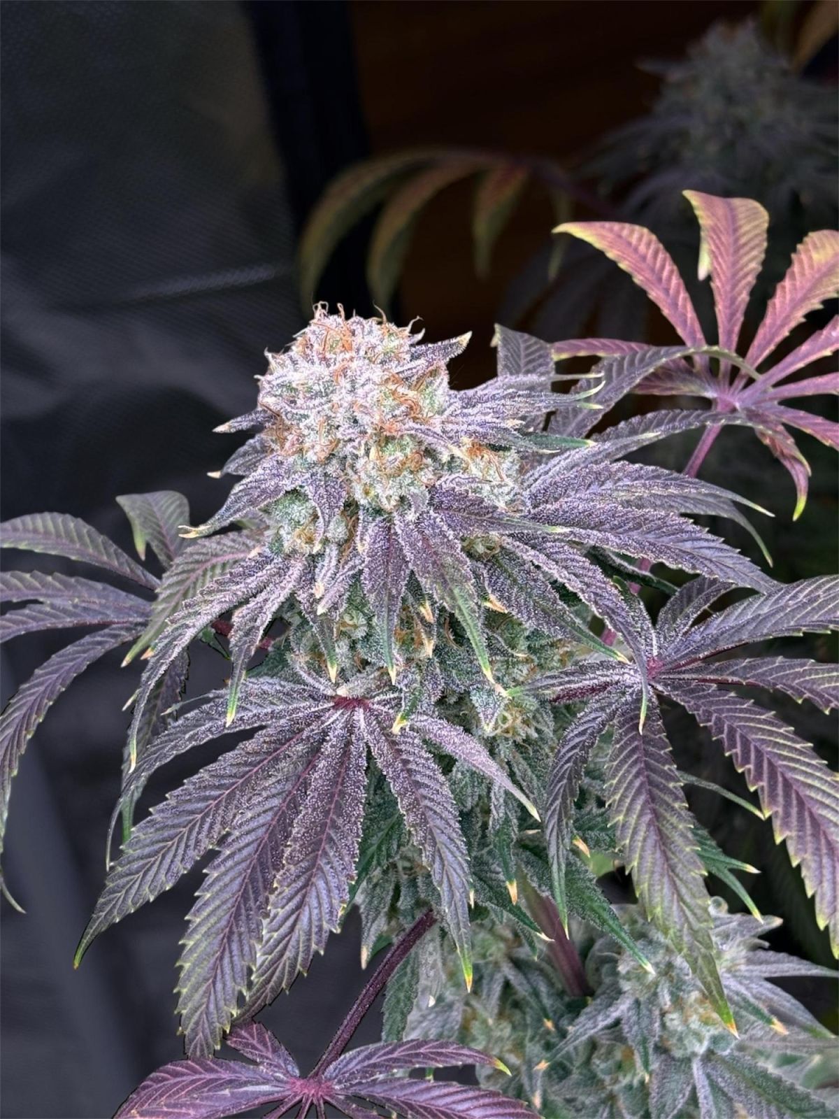 Lemon Mandarin