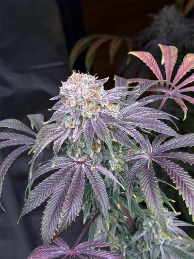 Lemon Mandarin