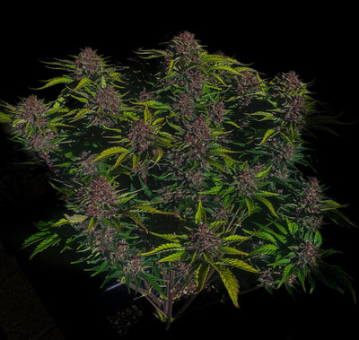 Purple Haze Auto