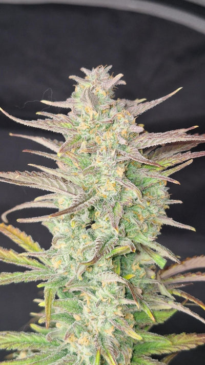 Z-Up Auto