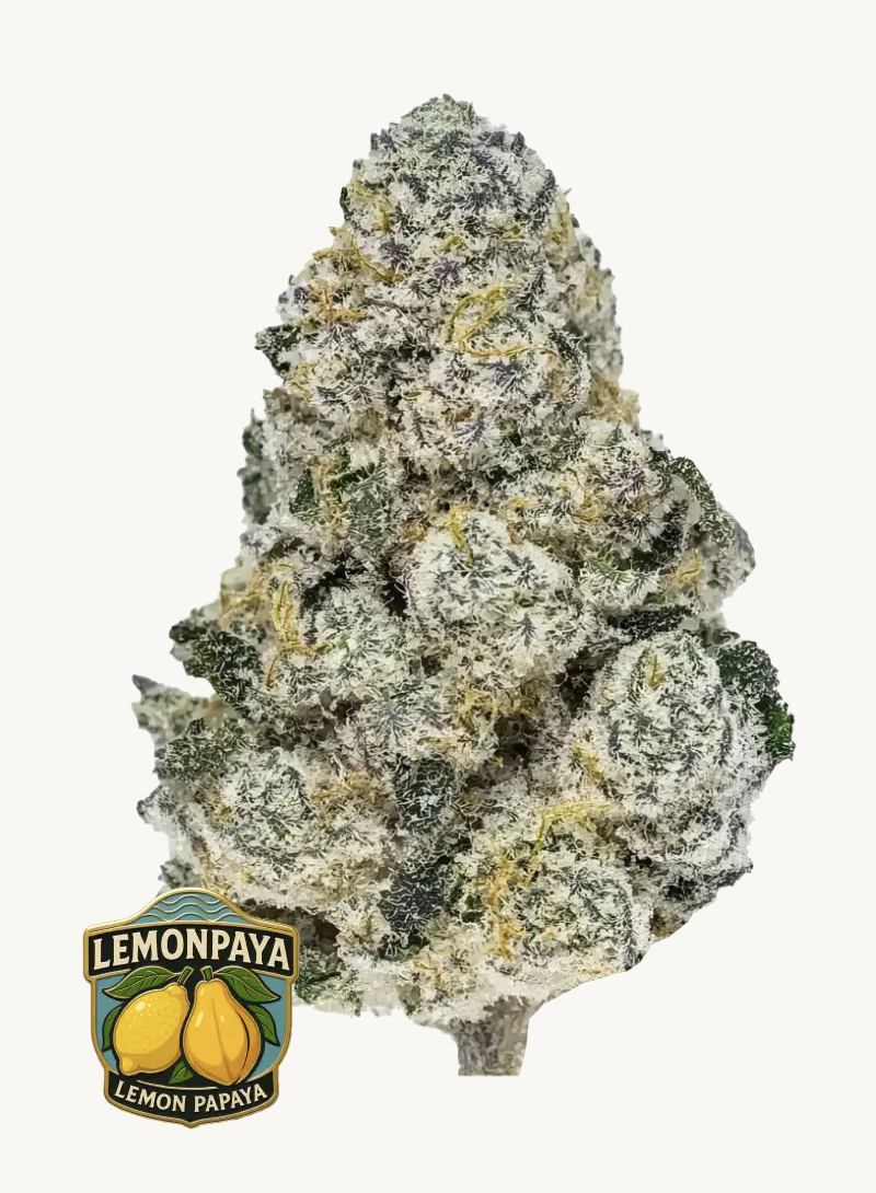 Lemonpaya