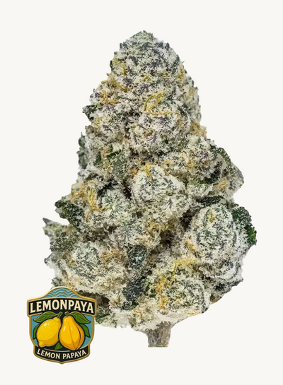 Lemonpaya