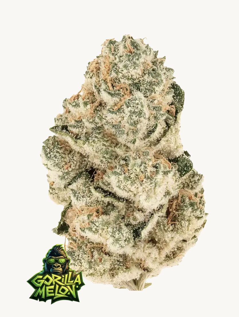 Gorilla Melon
